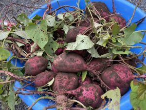 年少☆さつまいも掘り